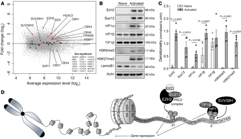 Figure 1. Components of the PRC2 and Suv39h/HP1 pathways are specifically upregulated after T cell activation