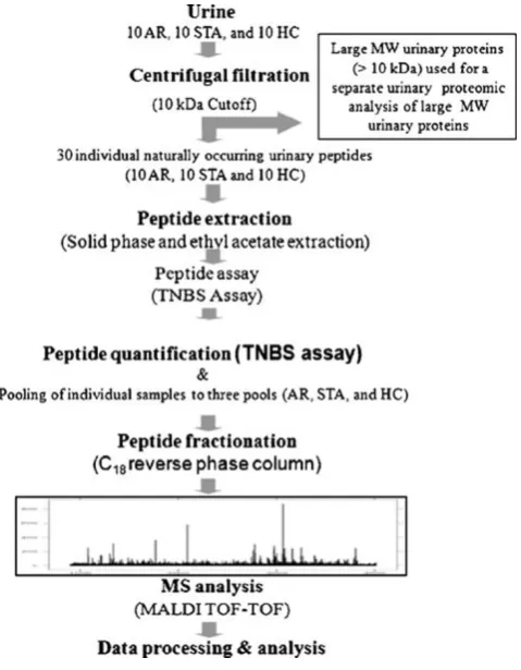 Fig. 1 A flowchart for peptidomic analysis of endogenous urinarypeptides. The schematic for urinary peptide extraction and processingby LC MALDI method is shown
