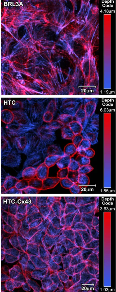 Figure 1Microfilament distributionMicrofilament distribution: BRL3A (A), HTC (B) and HTC-Cx43 (C) cells