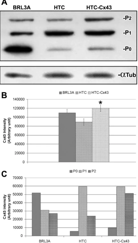 Figure 6and HTC-Cx43Scrape loading/dye transfer assay performed in BRL3A, HTC Scrape loading/dye transfer assay performed in BRL3A, HTC and HTC-Cx43