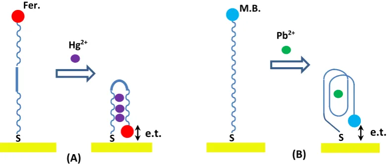 Figure 1.Figure 1. Schematic diagram of electrochemical detection of heavy metal ions Hg2+ (A) and Pb2+ (Busing redox-labelled aptamers