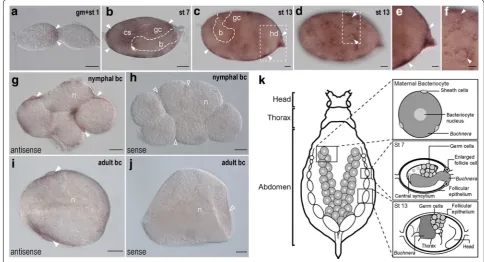 Fig. 1 Developmental expression of arrowheadswhen tissues were probed with anti‑sense probes