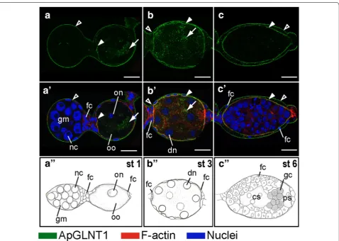 Fig. 2 Developmental expression of ApGLNT1 in early developing embryos before symbiont transmission