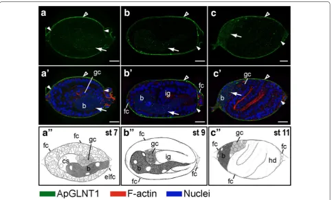 Fig. 3 Developmental expression of ApGLNT1 in the embryos when the maternal symbiont undergoes transmission