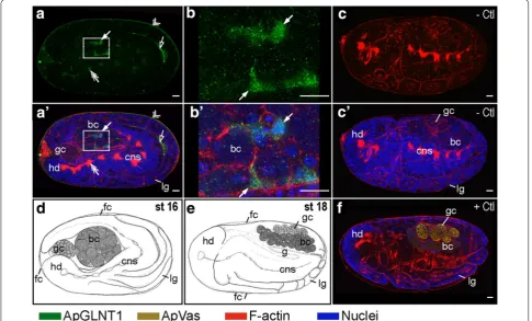 Fig. 5 Developmental expression of ApGLNT1 in post‑katatrepsis embryos when bacteriome undergoes maturation