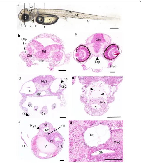 Fig. 7 Detailed description of an embryo at 11 dpf representative of the O4 period. a Whole embryo