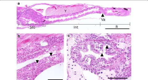 Fig. 11 Detailed description of the digestive system at 15 dpf. rectum, (a Coronal section of the trunk presenting all the gut