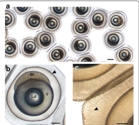 Fig. 2 Morphological characterization of (cscale barP. fluviatilis spawn and zygote. a Perch embryos embedded in the jelly coat allowing form-ing a ribbon of eggs