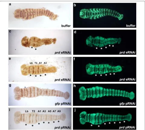 Fig. 6 Reduced expression of alternate Engrailed stripes after 24–27 h AEL (eRNAi) or 0–1 d AEL embryos from injected females (pRNAi), as indicated were fixed and stained using anti-En 4D9 primary antibody and DAB staining