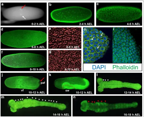Fig. 1 Early D. maculatus embryogenesis. Photographs of D. maculatus embryos are shown, documenting key steps of nuclear division and early embryonic development