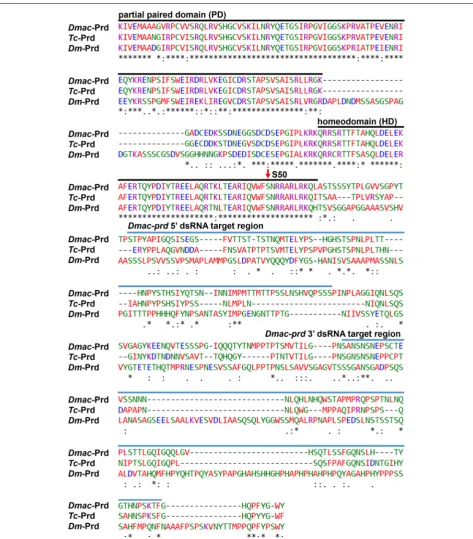 Fig. 2 Dmac-Prd is similar to Prd from other insects. Alignment of partial Paired (Prd) sequences from D