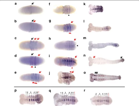 Fig. 3 Dmac-prd is expressed in stripes during embryogenesis. Expression of Dmac-prd examined by in situ hybridization