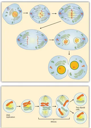 Figure 9.8 - Steps in Cell Reproduction. Source: Images courtesy of LadyofHats,  http://commons.wikimedia.org/wiki/File:MITOSIS_cells_secuence.svg, and 