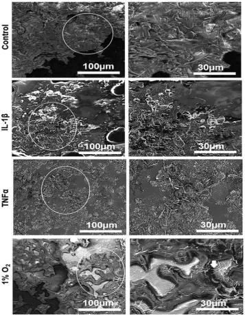 Figure 8. Scanning electron micrographs of long-term co-culture Caco-2 and HT29-MTX cells at percentages 90% Caco-2/10%HT29-MTX cells layered on L-pNIPAM hydrogel scaffolds under dynamic culture conditions following 12 weeks as control or for 11 weeks and 