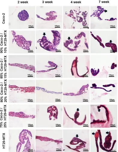 Figure 2. Morphology of monocultures and co-cultures of Caco-2 and HT29-MTX cells at a total cell density of 2 × 106 cells/ml with different percentages layered on L-pNIPAM hydrogel scaffolds under dynamic culture conditions following 7 weeks stained with 