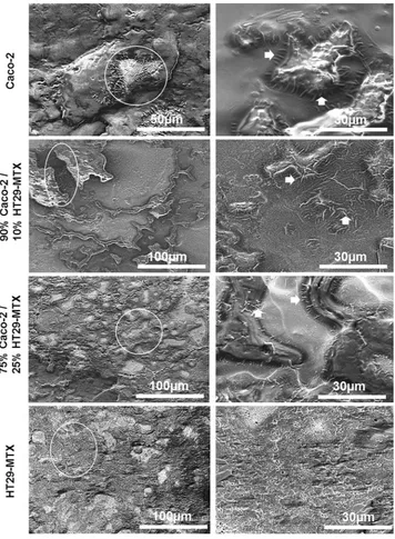 Figure 4. Scanning electron micrographs of monocultures and co-cultures of Caco-2 and HT29-MTX cells at different percentages layered on L-pNIPAM hydrogel scaffolds under dynamic culture conditions following 7 weeks showing microvilli-like structures (whit