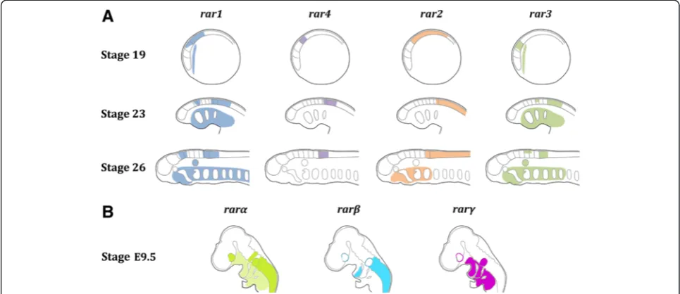 Figure 6 Diagrammatic summary of retinoic acid receptor (rar) expression during development of the European river lamprey, Lampetra fluviatilis,and of the house mouse, Mus musculus