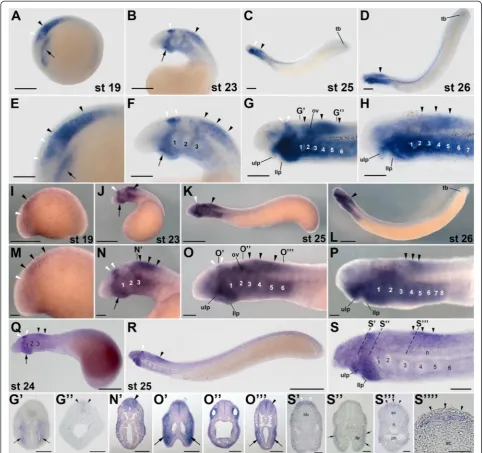 Figure 2 Expression of the retinoic acid receptor (sea lamprey,siturar) gene rar1 during development of the European river lamprey, Lampetra fluviatilis, of the Petromyzon marinus, and of the Japanese lamprey, Lethenteron japonicum