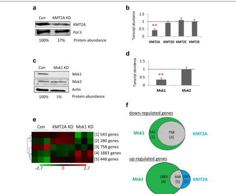 Fig. 2 Effects of KMT2A/MLL1 and Msk1 knockdown on fibroblasts (MEFs), either mock-transfected (Con) or KMT2A/MLL1 knockdown (KD)