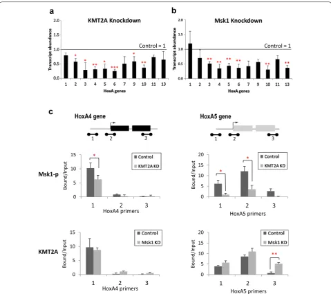 Fig. 3 HoxA gene expression and the distribution of KMT2A/MLL1 and Msk1 change upon KMT2A/MLL1 or Msk1 knockdown