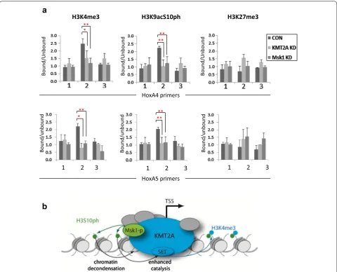 Fig. 4 Effect of KMT2A/MLL1 or Msk1 knockdown on H3K4me3, H3K9acS10ph and H3K27me3 distribution across HoxA4 and HoxA5