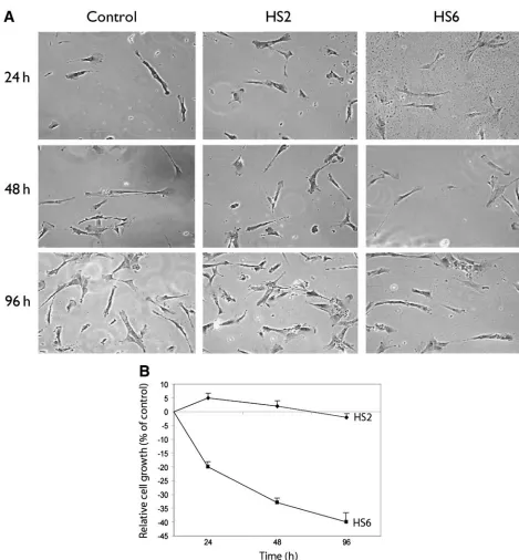 Fig. 1. HS6 reduces proliferation of human fetal lung (HFL)-1 cells in vitro. This figure displays the effects ofheparan sulfate (HS) derivatives on cell proliferation