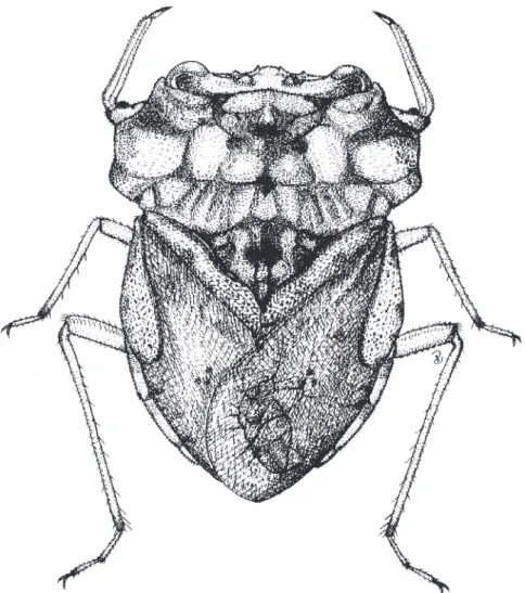 Fig. 35. Nerthra sp., length 10.3 mm (reproduced from Chen et al. 2005). 