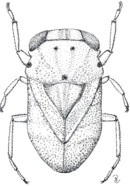 Fig. 1. Paraplea lituralis, male, length 1.6 mm (reproduced from Chen et al. 2005).