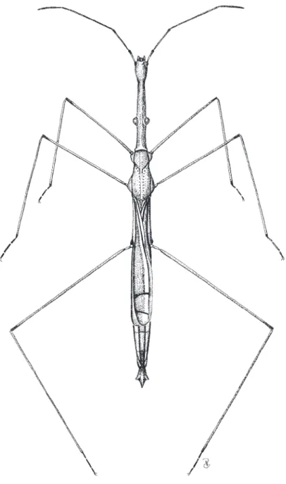 Fig. 13. Hydrometra sp., macropterous male (reproduced from Chen et al. 2005).