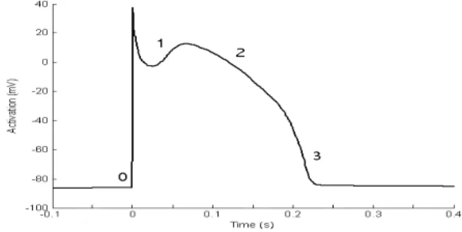 Figure 1: Typical canine action potential sists of five phases. Phase 0 is the rapid depolarization as a result of the stimulus