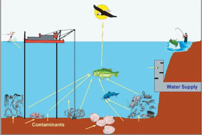 Figure 10 shows the dredging scenario as implemented in ARAMS/FRAMES. Implementation of the scenario begins with selection of the contaminants of concern and the receptor species
