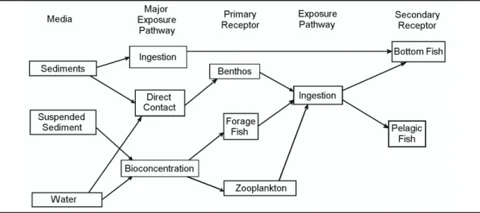 Figure 6. Risk assessment pathways