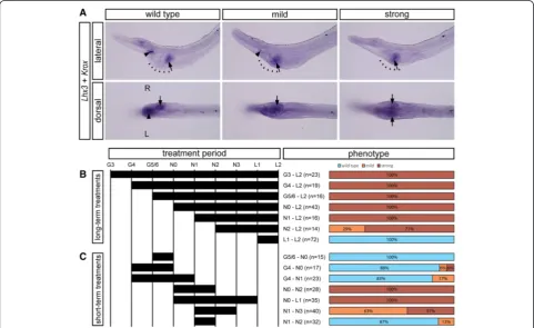 Figure 7 Time-restricted inhibition of Nodal signaling reveals that LR asymmetry is specified at neurula stages