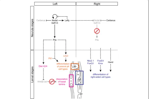 Figure 8 Model of the Nodal signaling pathway during establishment of the LR asymmetry in amphioxus
