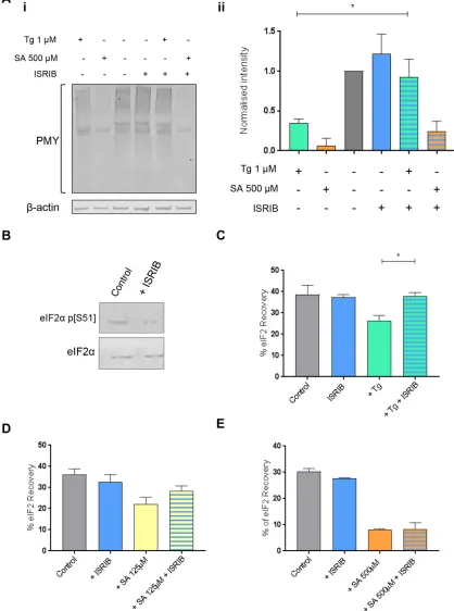 FIGURE 5: ISRIB reverses the effects that the ISR has on eIF2 shuttling in large and medium eIF2B bodies in a manner dependent on levels of phosphorylated eIF2α