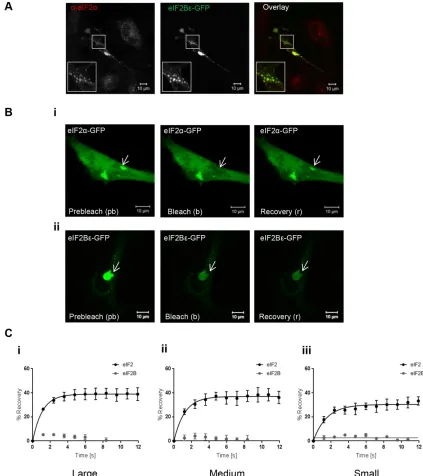 FIGURE 2: eIF2α associates with eIF2B bodies and can shuttle into these sites. (A) Confocal images of U373 cells transfected with eIF2Bε-GFP, fixed in methanol, and subject to ICC with a primary anti-eIF2α antibody, and visualized using an appropriate Alex