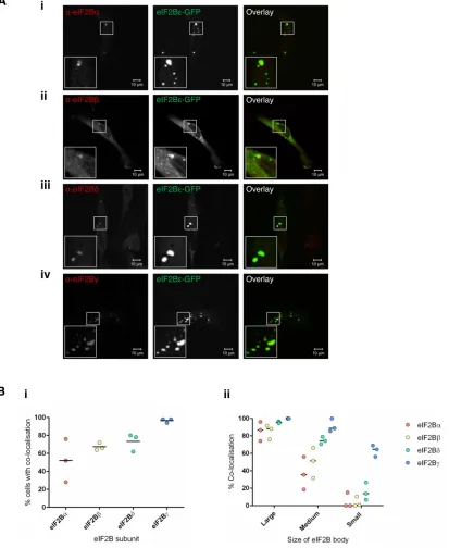 FIGURE 3: eIF2B (α–γ) subunits colocalize with eIF2B bodies. (A) Confocal images of U373 cells transfected with eIF2Bε-GFP, fixed in methanol, and subject to ICC with primary (i) anti-eIF2Bα, (ii) anti-eIF2Bβ, (iii) anti-eIF2Bδ, and (iv) anti-eIF2Bγ antibo