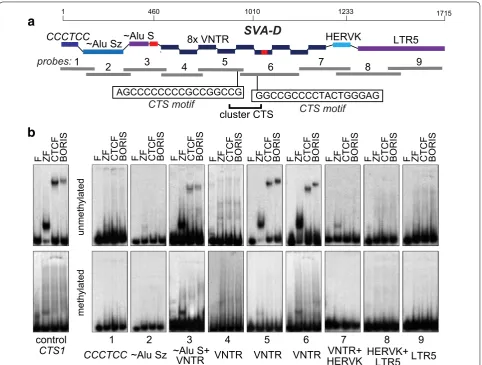 Fig. 5 BORIS binding to SVA elements in vitro is based on binding to sequences in the VNTR