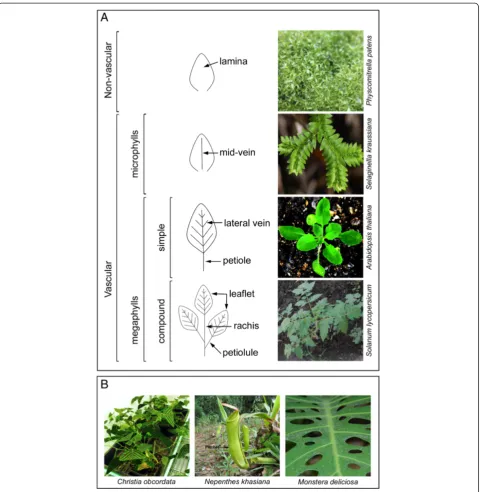 Figure 1 Diversity in leaf forms across land plants. (A) Selected representatives of the different types of leaf forms found in non-vascular andvascular model plant species viz