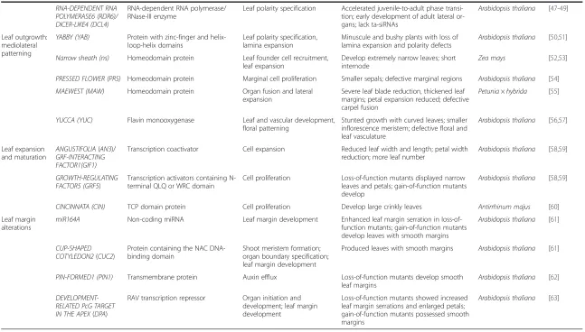 Table 1 Genes involved in major developmental events of the leaf (Continued)