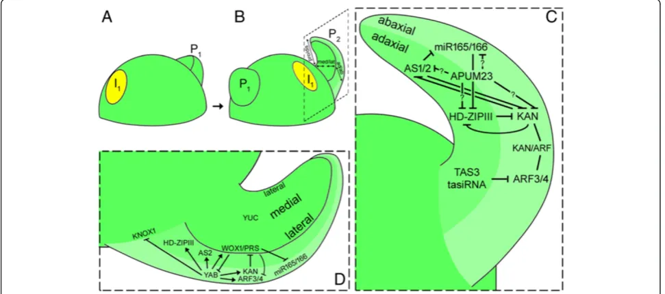 Figure 3 Diagram illustrating leaf outgrowth in Arabidopsis. (A) Leaf primordium initiation; (B) leaf outgrowth; (C) adaxial/abaxial patterning(magnified view of inlet in B depicts the underlying genetic mechanisms controlling adaxial/abaxial patterning); 