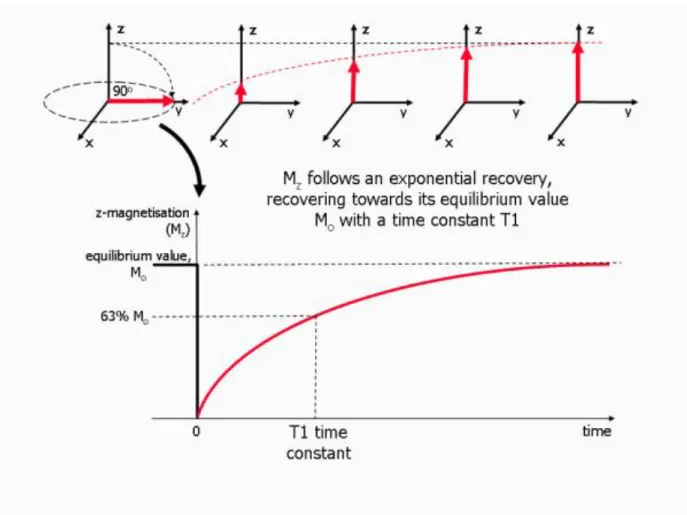 Figure 1: T1 relaxation process [11]  