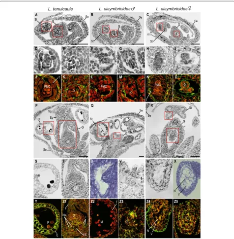 Figure 6 Histological sections of hermaphroditic and dioeciousArabidopsis thalianared magnified below; from left to right,anther from respective flower above.O and Fast Green FCF,integuments; M, microspores; N, nucleus; O, ovule; P, pollen; PMC, pollen mot