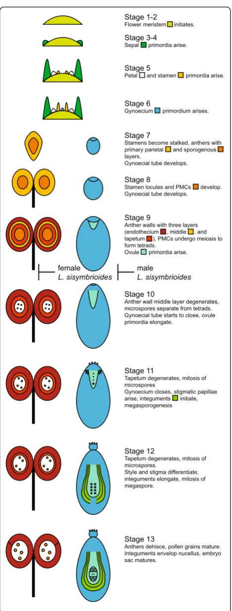 Figure 7 Model for flower development in Lepidium studyspecies, with proposed timing of reproductive organ abortionin dioecious L