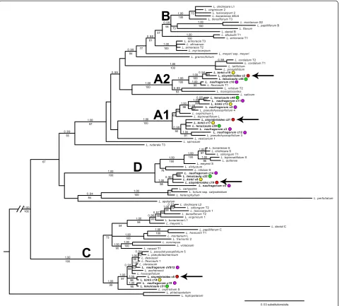 Figure 1 Bayesian majority rule consensus tree of the first intron of the nuclear PISTILLATA (PI) gene in Lepidium