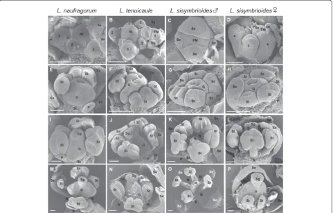 Figure 5 Comparative flower ontogeny of dioecious Lepidium sisymbrioides and two hermaphroditic relatives by scanning electronmicroscopy