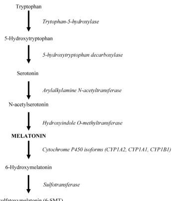 Figure 1. Biosynthesis of melatonin. Melatonin synthesis begins with the conversion of tryptophan to serotonin which is acetylated to form  N-acetylserotonin