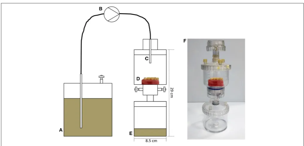 FIGURE 2 | Development of a custom-built drip-ﬂow model for the cultivation of dental plaque on typodont surfaces.growth vessel and a waste vesselperistaltic pump running at approximately 4 mL h-1; (A) Medium vessel containing artiﬁcial saliva; (B) (C) cap