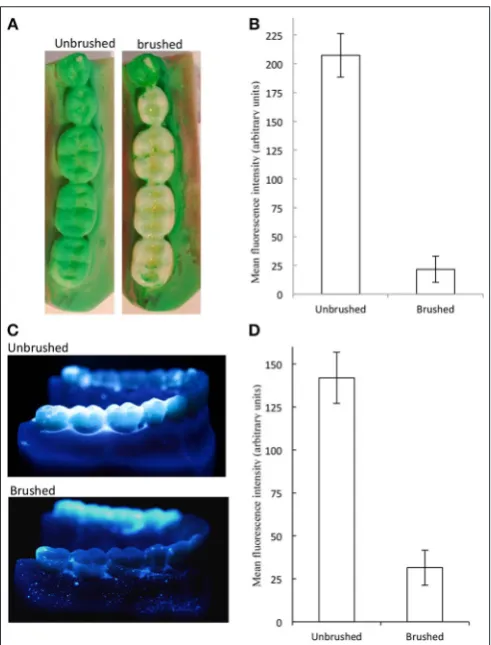 FIGURE 3 | Brushing caused signiﬁcant changes in simulated plaque. Themolars of plastic typodonts were coated with simulated plaque and brushedwith an unused toothbrush under constant pressure and brushing pattern.Simulated plaque was visualized under cont