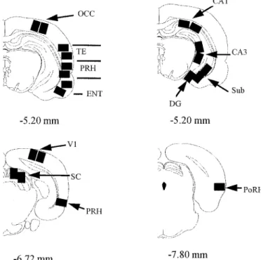 Figure 1. Apparatus for the paired viewing procedure. A novel and a familiar picture appeared simultaneously, one on each of the two  com-puter monitors, when the rat’s head was in the observing hole